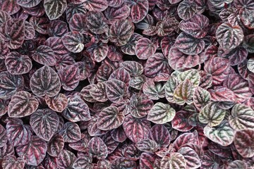 Green and purple leaves of Emerald- Peperomia Schumi Red