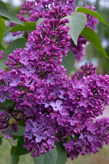 Photo of flowering branches of lilac, multi-stemmed deciduous shrub Syringa vulgaris.