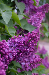 Photo of flowering branches of lilac, multi-stemmed deciduous shrub Syringa vulgaris.