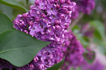 Photo of flowering branches of lilac, multi-stemmed deciduous shrub Syringa vulgaris.