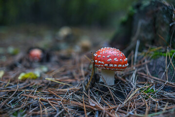 Photo of a fly agaric mushroom with a red cap growing in the forest. Nature. Walk. Family holiday.