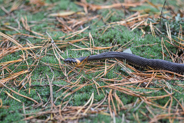 Photo of snake lying on moss in the autumn forest.