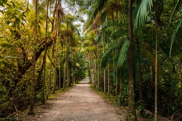 Behangcirkel Path with tropical trees in Corrego Grande Municipal Park, Florianopolis © artifirsov