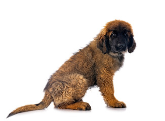 young Leonberger in studio