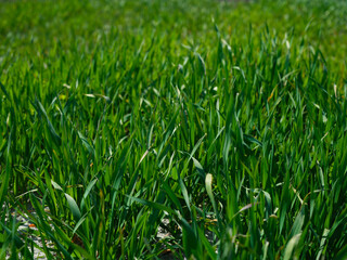 green grass in the nature