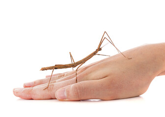  stick insect in studio