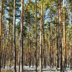 Spring in pine forest. Tall pine trunks and unmelted snow