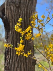 yellow flowers on a branch