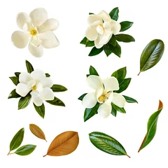 Gordijnen Collage of Magnolia Flowers and Leaves Isolated on White © robynmac
