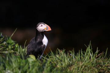 Papageitaucher / Atlantic puffin / Fratercula arctica