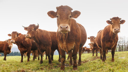 Naklejka na ściany i meble Group of cattle on green grass pasture