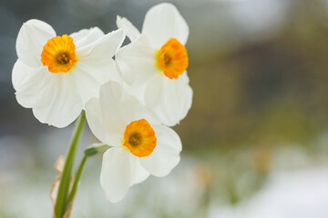 Naklejka na ściany i meble 3 beautiful flowers in springtime