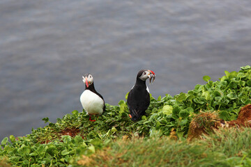 Papageitaucher / Atlantic puffin / Fratercula arctica..