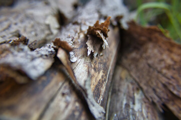 close up of a trunk