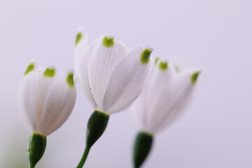 3 white spring flowers closeup