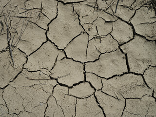 dried soil surface in a field
