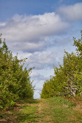 Obraz premium Apple Orchard Lane