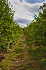 Fototapeta na wymiar Apple orchard path