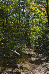 Path in the woods
