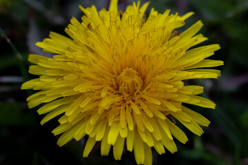 close-up of a beautiful yellow flower