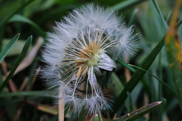 close-up of dandelion flower