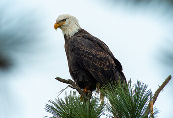Bald Eagle