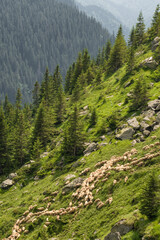 Fototapeta na wymiar Big Herd of sheeps grazing in mountains.
