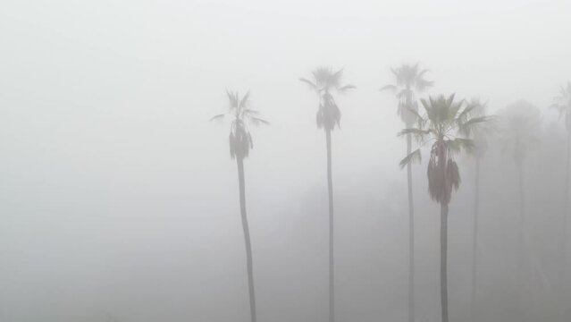 Aerial shot of a row of palm trees in thick morning fog.