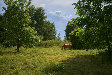 one horse in the meadow in Ukraine