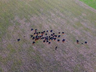 Large scale meat production in Argentina, aerial view of a batch of cows