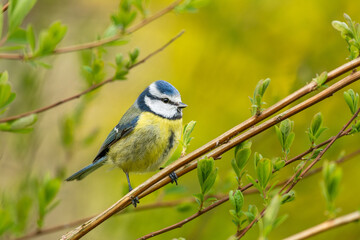 A Blue Tit on a twig with new leaves.
The blue tit is among the small branches of a bush. New leaves are signs that spring has arrived. there is copy space around the bird.
