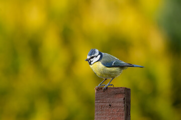 A Blue Tit on a wooden post.
The blue tit is standing on top of a fence post against a blurred, out of focus background. Copy space on every side of the bird. The background colours compliment