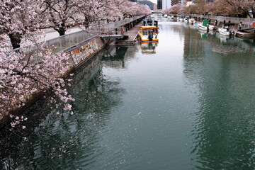 堀川沿いの桜並木　花筏　（高知県　高知市）