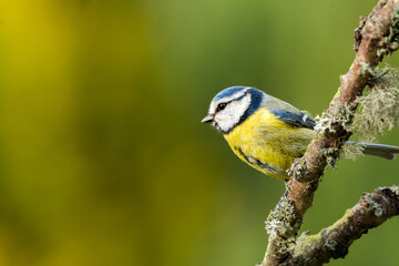 Obraz na płótnie Canvas A blue Tit on a lichen covered branch, facing left. A side view of a blue tit which is perched on a twig that is covered in lichen and moss. The background is blurred and out of focus with copy space