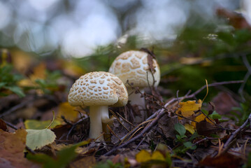 two toadstools  mushrooms in the forest