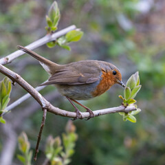robin perched on a branch