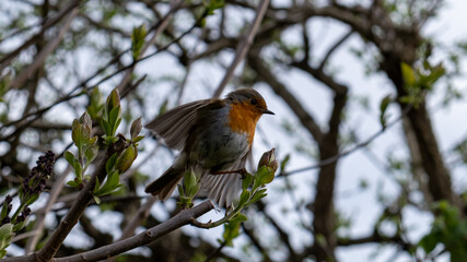 robin taking off from branch