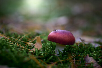 small spider on mushroom in the forest - obrazy, fototapety, plakaty