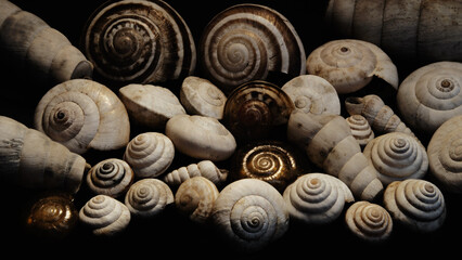 Shells - Spirals - Golden ratio 