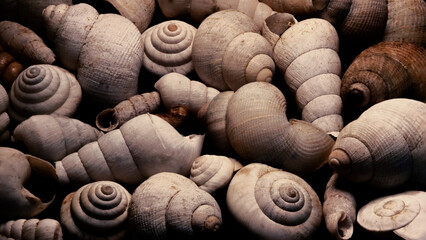 Shells - Spirals - Golden ratio 