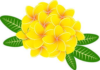 黄色のプルメリアの花のイラスト
