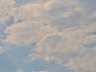 a cloudy sky and a seagull flying in the distance