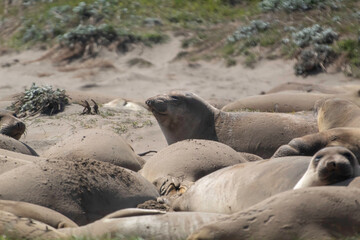 Juvenile Elephant seals on the beach