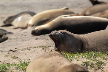 Fototapeta premium Juvenile Elephant seals on the beach