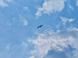 a cloudy sky and a seagull flying in the distance