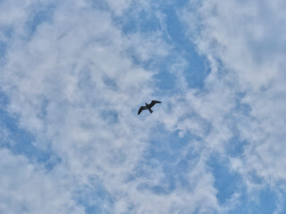 a cloudy sky and a seagull flying in the distance