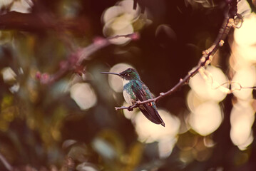 Colibrí posado en una rama © Maelia Rouch