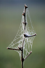Cobweb on a branch covered with water drops