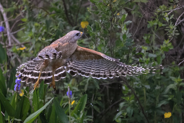 Red Shouldered Hawk Hunting Baby American Coot with Wings Spread Flying