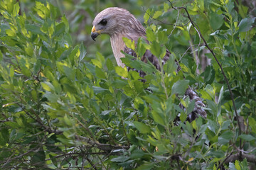 Red Shouldered Hawk Hunting Baby American Coot only Head Visible